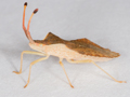 Syromastus rhombeus
